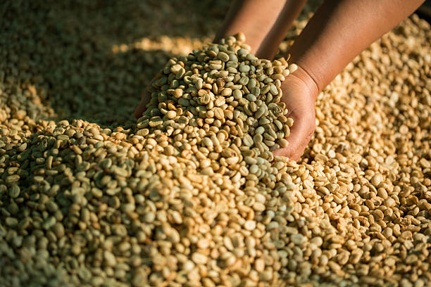 Hand holding green coffee beans during sorting process