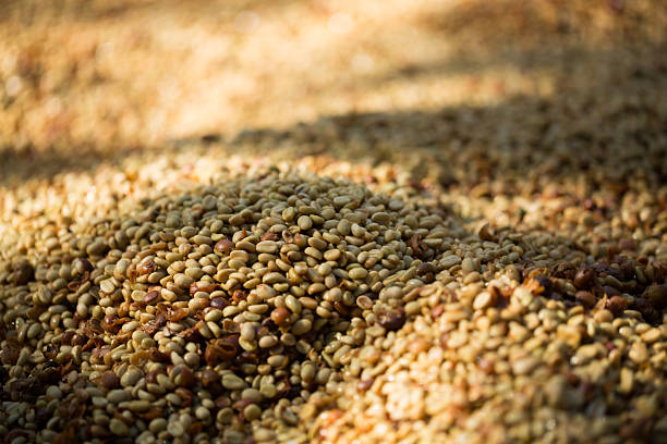 Piles of green coffee beans drying under the sun on farmyard