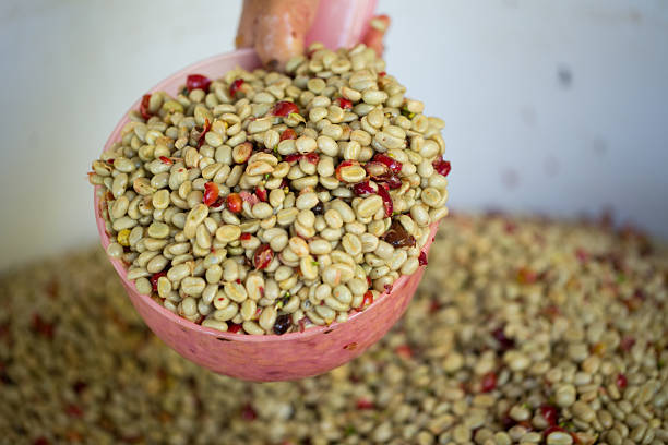Close-up of raw green coffee beans with natural defect and color